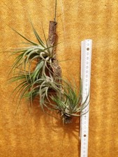 Tillandsia kolbii ,3 Pflanzen