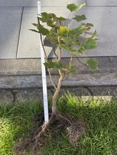 Prebonsai - Spitzahorn - Acer platanoides - ca. 10 Jahre alt - 35 cm - Outdoor