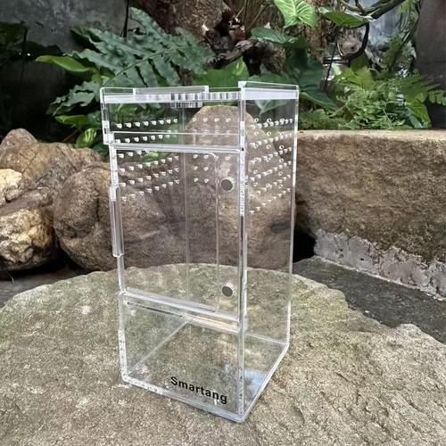 Springspinnen-Terrarium