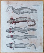 Bertuch Original Print