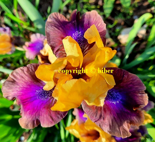 Zwerg iris yoda schwertlilie - zwerg,