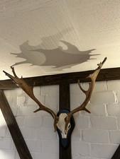 Damhirsch Damwild Jagd