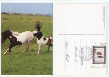 20311 - Shetlandpony - Stute mit Fohlen - Ansichtskarte, gelaufen 5.5.1993