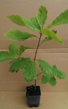 50 x Roteiche Jungpflanze mit Topf 30-50 cm