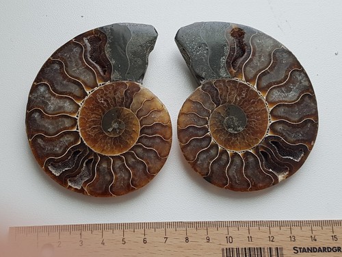 Fossilien sammlung konvolut - fossilien,,