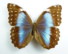 Morpho menelaus terrestris