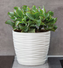 Blumentopf Pflanzentopf