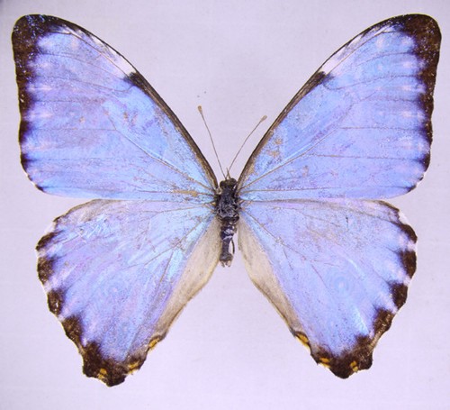 Morpho portis