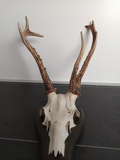 Sibirischer Rehbock Trophäe