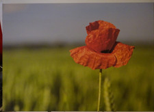 Leinwandfoto mit Keilrahmen 2cm Mohnblume 70x50cm Kunstduck