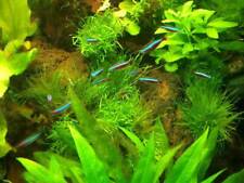 Aquariumset XXL für 600 - 800 Literbecken, Aquarienpflanzen