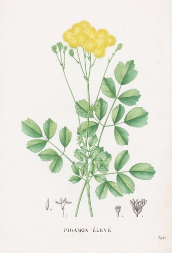 Wiesenraute meadow rue blume - wiesenraute,