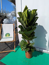 Ficus lyrata 120–150cm Geigenfeige 2-3 Pflanzen pro Topf große Zimmerpflanze