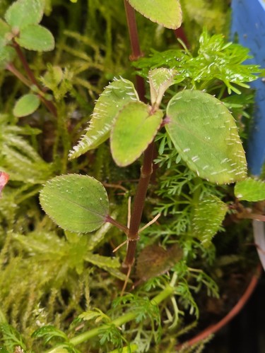 Sarcopyramis