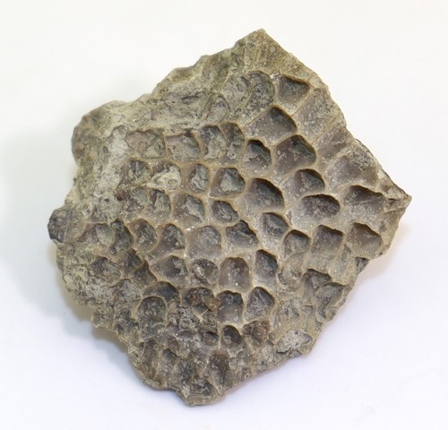 Koralle planalveolites sp - koralle,,