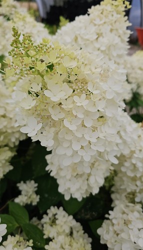 Hortensie rispenhortensie - hortensie,