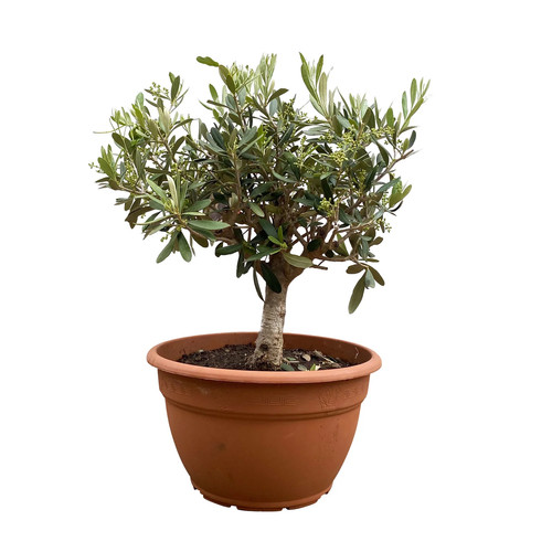 Olivenbaum bonsai - olivenbaum, 'bonsai'