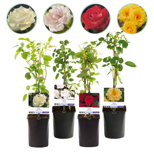 Rosa rainbow - 4x,