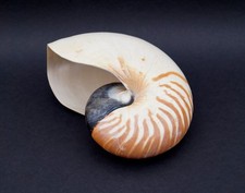 Nautilus Perlboot Nautilidae