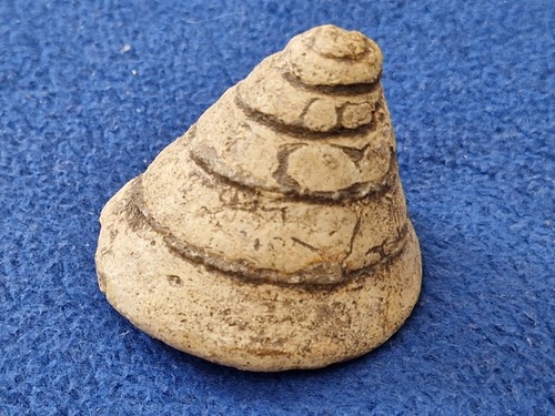 Wasserschnecke bathrotomaria - wasserschnecke,