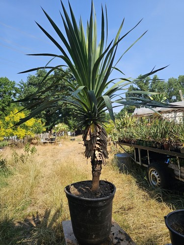 Yucca gloriosa 150cm - gloriosa, 150cm/80cm