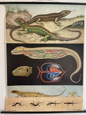 Alte Schulkarte Zauneidechse