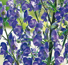 blauer Eisenhut,  Samen, Aconitum, Horti Tops, ca 0,25g, 15363