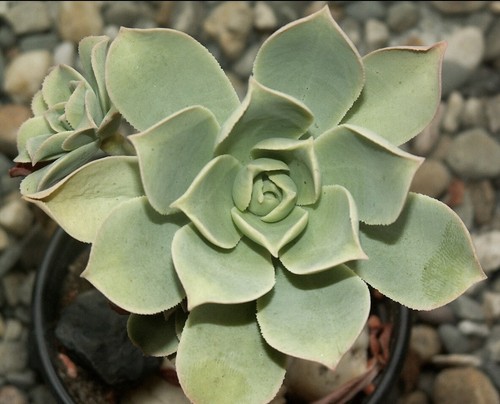 Aeonium lancerottense - , 25