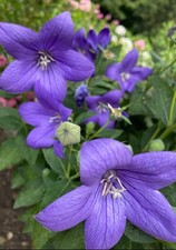 Ballonblume Lila-Winterhart 30 Samen