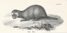 Europäischer Iltis Mustela putorius LITHOGRAPHIE um 1840 Polecat