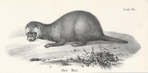 Europäischer iltis mustela - europäischer,