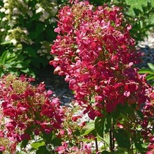 Rispenhortensie magical - rispenhortensie,