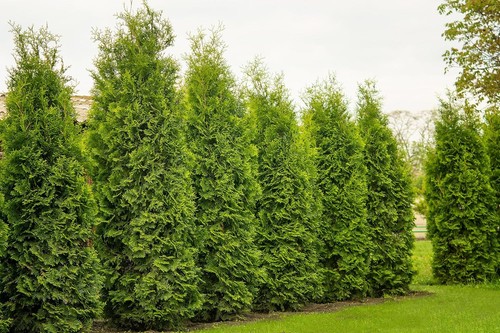 1st thuja brabant 110 - brabant,