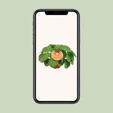 Pilea Peperomioides -