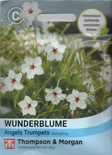 Wunderblume 'Angels Trumpets'
