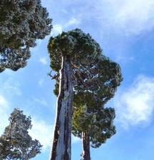 Fitzroya cupressoides | Patagonian cypress | Alerce - Patagonische Zypresse | Al
