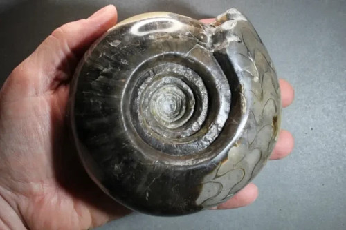 Metalegoceras sundaicum - , (form)