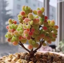 Sale2191 Drosanthemum