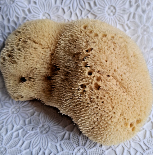Großer naturschwamm 5x - großer,