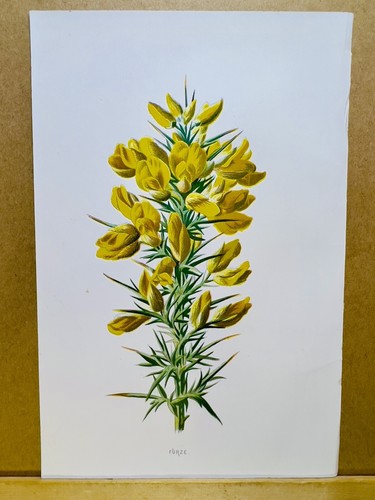Chromolithographie pflanzen - chromolithographie,