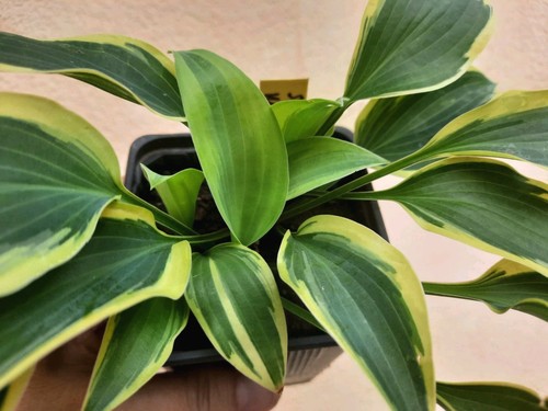 Hosta striped weasel rare - hosta,