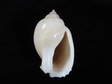 Muschel Casmaria erinaceus