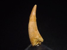 Pterosaurier Zahn 4,0 cm -