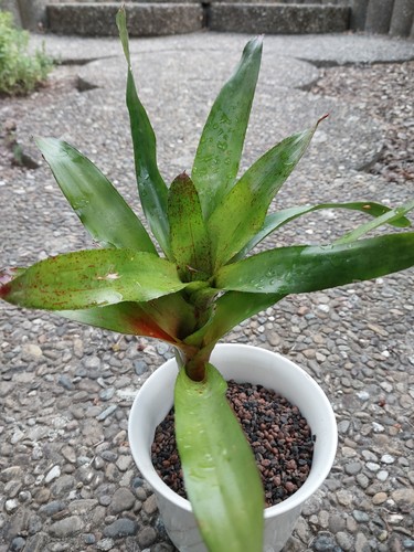 Neoregelia pinky green - neoregelia, "pinky