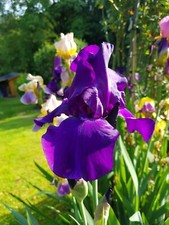 Schwertlilie, Bartiris Dusky