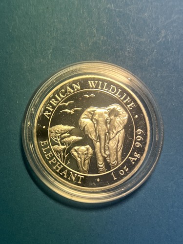 Somalia elefant 2015 - elefant, african