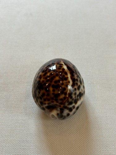 Cypraea tigris tigermuschel - cypraea, tigris,