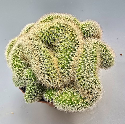Schöner mammillaria ernestii - mammillaria,