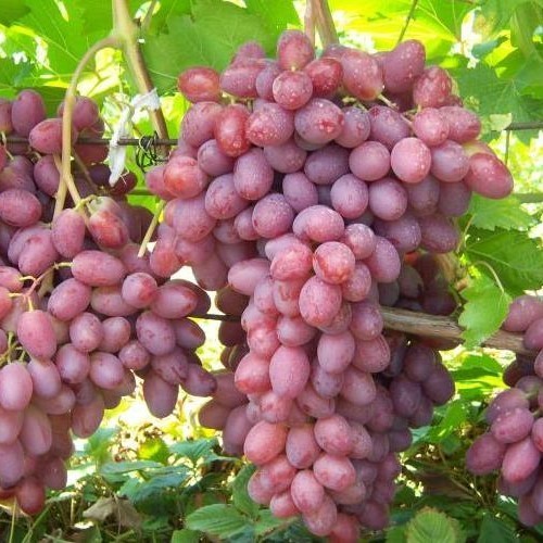 Kernlose weinrebe weintraube - kernlose,