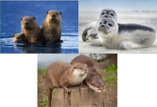 3 D Ansichtskarte Robben Fischotter Postkarte Wackelkarte Hologrammkarte Bild